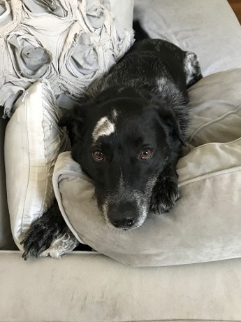 Dog on Sofa