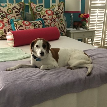 Dog on Bed