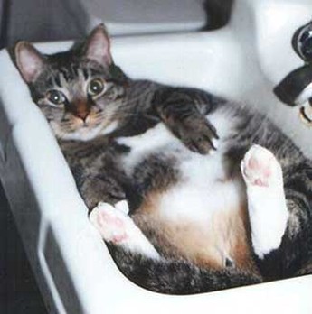 Cat in Sink