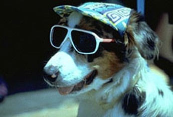 Cool Dog